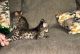 Savannah Cats for sale in Columbus, OH 43085, USA. price: NA