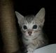 Savannah Cats for sale in Dallas Township, PA, USA. price: NA
