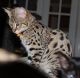 Savannah Cats for sale in Oregon City, OR 97045, USA. price: $3,200