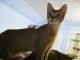 Savannah Cats for sale in Cloverdale, IN 46120, USA. price: NA