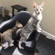 Savannah Cats for sale in Oregon City, OR 97045, USA. price: $2,300