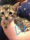 Savannah Cats for sale in Aurora, OH 44202, USA. price: NA