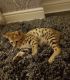 Savannah Cats for sale in Houston, TX, USA. price: NA
