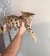 Savannah Cats for sale in Decatur, GA 30030, USA. price: NA