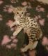 Savannah Cats for sale in 500 SE Holliday Place, Topeka, KS 66607, USA. price: NA
