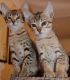 Savannah Cats for sale in 500 SE Holliday Place, Topeka, KS 66607, USA. price: NA