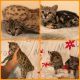 Savannah Cats for sale in Pensacola, FL, USA. price: NA