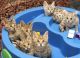 Savannah Cats for sale in Dallas, TX 75270, USA. price: NA