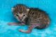 Savannah Cats for sale in Loris, SC 29569, USA. price: $6,000