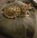 Savannah Cats for sale in North Richland Hills, TX, USA. price: NA