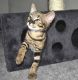 Savannah Cats for sale in Columbus, OH, USA. price: NA