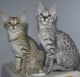 Savannah Cats for sale in Kansas City, MO 64101, USA. price: NA