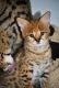 Savannah Cats for sale in Seattle, WA 98101, USA. price: NA