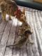 Savannah Cats for sale in Spartanburg School District 03, SC, USA. price: NA