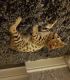 Savannah Cats for sale in San Diego, CA, USA. price: NA