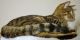 Savannah Cats for sale in Pennsylvania Turnpike, Pennsylvania, USA. price: NA