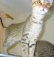 Savannah Cats for sale in Louisiana, Livonia, MI 48150, USA. price: $350