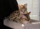 Savannah Cats for sale in Ontario St, Toronto, ON, Canada. price: $1,200