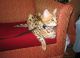 Savannah Cats for sale in Ontario St, Toronto, ON, Canada. price: NA