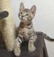 Savannah Cats for sale in Columbus, OH, USA. price: NA