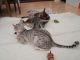Savannah Cats for sale in Colorado Springs, CO, USA. price: NA
