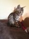 Savannah Cats for sale in PA-18, Albion, PA, USA. price: NA