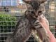 Savannah Cats for sale in FL-436, Casselberry, FL, USA. price: NA