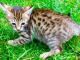 Savannah Cats for sale in FL-436, Casselberry, FL, USA. price: NA