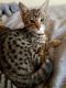 Savannah Cats for sale in Hookstown Grade Rd, Clinton, PA 15026, USA. price: NA