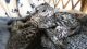 Savannah Cats for sale in New York, NY, USA. price: $400