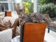 Savannah Cats for sale in California, MD, USA. price: NA