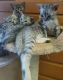 Savannah Cats for sale in Philadelphia County, PA, USA. price: NA