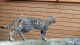Savannah Cats for sale in Springfield, IL, USA. price: $400