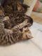 Savannah Cats for sale in Freehold, NJ 07728, USA. price: NA