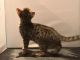 Savannah Cats for sale in Erie, PA, USA. price: NA