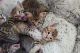 Savannah Cats for sale in Bronx, NY, USA. price: NA