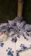Savannah Cats for sale in Bronx, NY, USA. price: NA