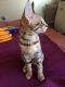 Savannah Cats for sale in California, MD, USA. price: NA