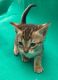 Savannah Cats for sale in California, MD, USA. price: $400