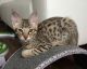 Savannah Cats for sale in Olympia, WA, USA. price: $400