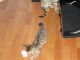 Savannah Cats for sale in Fort Lauderdale, FL, USA. price: NA