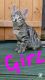 Savannah Cats for sale in California, MD, USA. price: $600