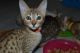 Savannah Cats for sale in California, MD, USA. price: $500