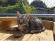 Savannah Cats for sale in California, MD, USA. price: $500