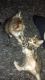Savannah Cats for sale in Mt Pleasant Mills, PA 17853, USA. price: NA