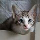 Savannah Cats for sale in Mt Pleasant Mills, PA 17853, USA. price: NA
