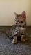 Savannah Cats for sale in Green Cove Springs, FL 32043, USA. price: NA