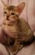 Savannah Cats for sale in Green Cove Springs, FL 32043, USA. price: NA