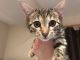 Savannah Cats for sale in California, MD, USA. price: $350