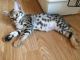Savannah Cats for sale in California, MD, USA. price: $400